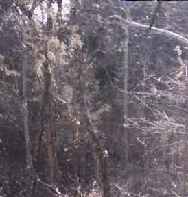 Bigfoot In Alabama